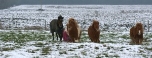 Jeux de poneys dans la neige, hiver 2013