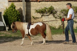 Belle attitude du poney et de son meneur : guides tendues et poney en avant