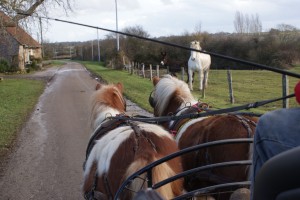 Petits poneys au travail sur une route de campagne