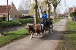 attelage de deux poneys traversant le village