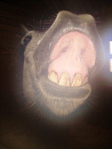 rire de poney, vue sur la dentition