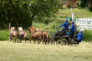 4 poneys attelés lors d'une épreuve de parcours en terrain varié sur un TREC